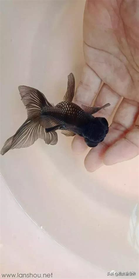 觀賞魚品種